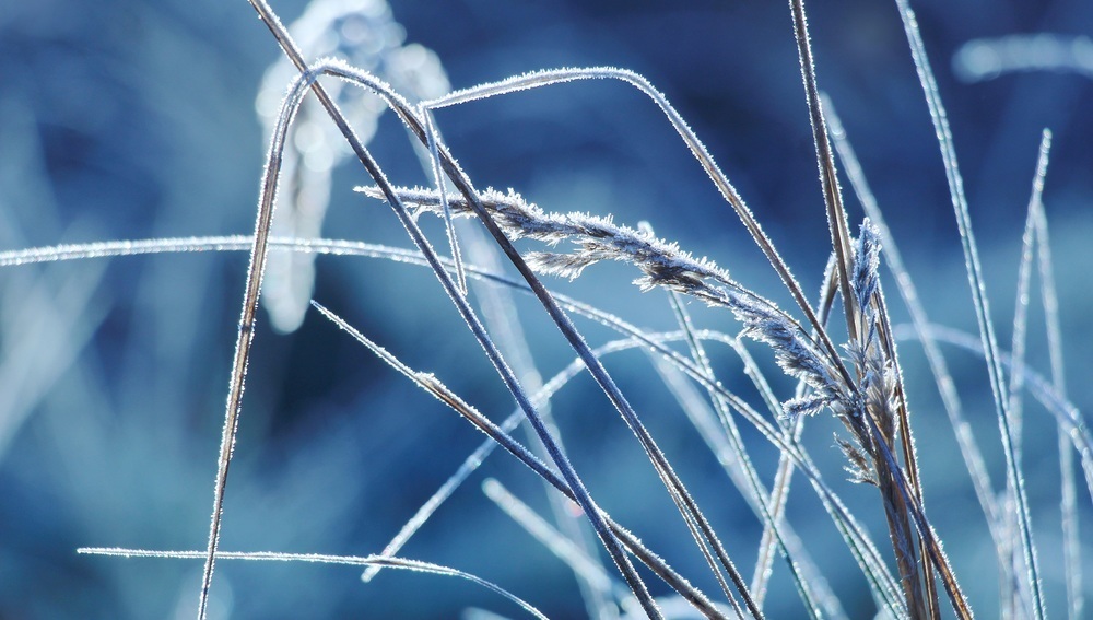 Frost